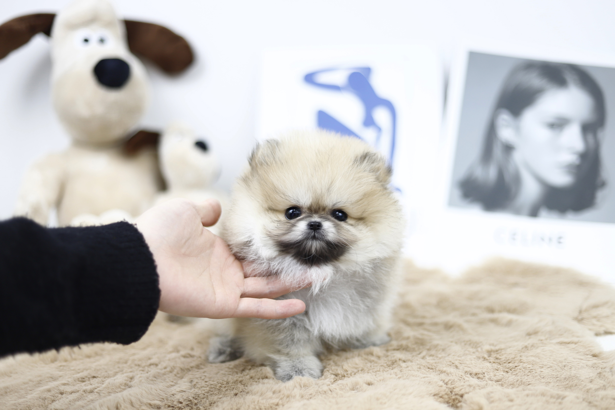 포메라니안(남아)(5만원부터)